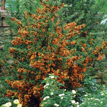 Pyracantha 'Teton' - Vuurdoorn