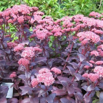 Sedum 'Purple Emperor' - Vetkruid