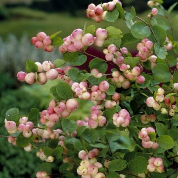 Symphoricarpos doorenbosii 'Mother of Pearl' - Sneeuwbes
