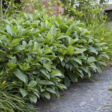 Viburnum davidii - Sneeuwbal