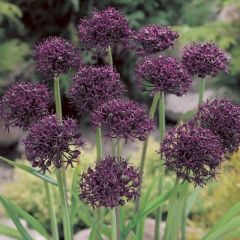 Allium atropurpureum - Sierui