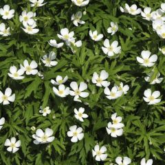 Anemone canadensis - Canadese Anemoon