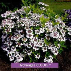Hydrangea 'Cloudi'