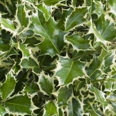Ilex aquifolium 'Argentea Marginata' op Stam - Hulst op Stam