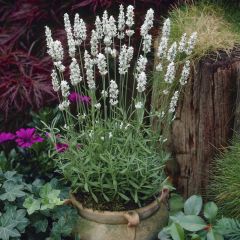 Lavandula angustifolia Edelweiss - Lavendel