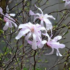Magnolia 'Stellata' op stam