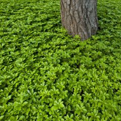 Pachysandra terminalis 'Green Carpet'