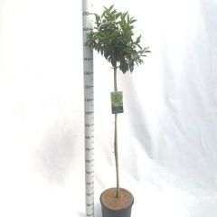 Prunus lusitanica 'Angustifolia' op stam met hoogte 100cm