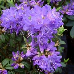 Rhododendron 'Blue Tit'