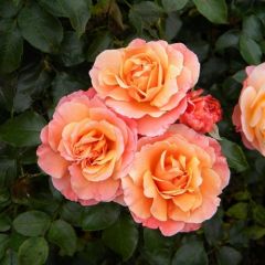 Rosa the Fairy 'Orange' - Trosroos