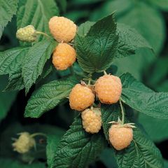 Rubus idaeus 'Alpengold'