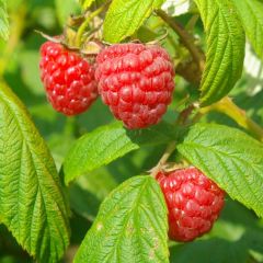 Rubus idaeus 'Autum Bliss'
