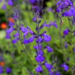 Salvia greggii 'Blue Note' - Salie