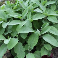 Salvia officinalis 'Berggarten' - Echte Salie