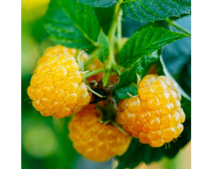 Rubus idaeus 'Fallgold' ofwel Framboos kopen? | Het