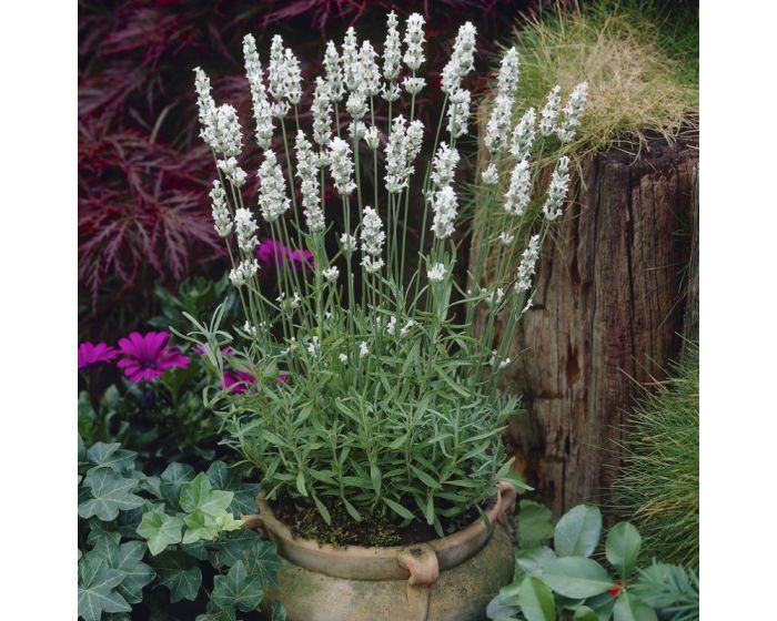 Edelweiss - Witte Lavendel Edelweiss kopen? Het Groene Paradijs