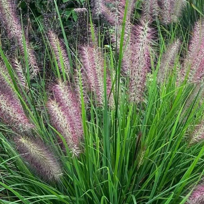 Pennisetum alopecuroides Red Head Lampenpoetsersgras kopen