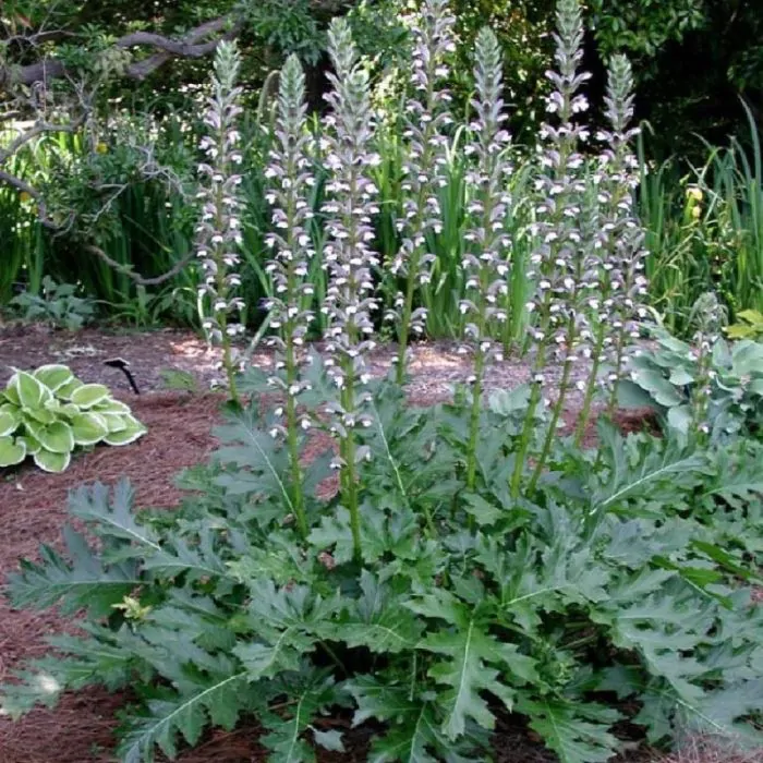 Acanthus Mollis | Berenklauw kopen? | Het Groene Paradijs