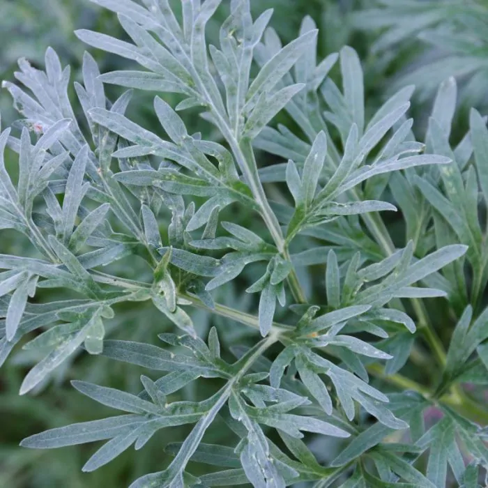 jam Afgekeurd Behandeling Artemisia absinthium - Absint alsem kopen? | Het Groene Paradijs