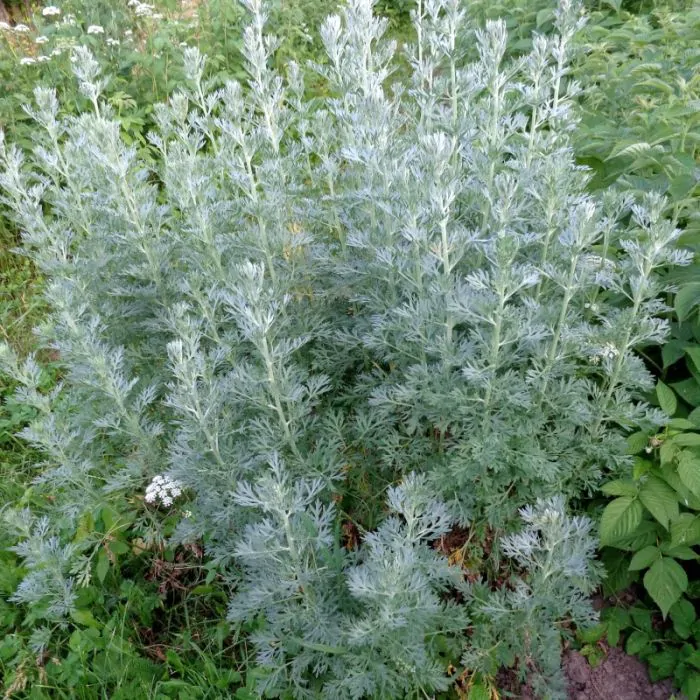 Krankzinnigheid verdacht Kaal Artemisia absinthium - Absint alsem kopen? | Het Groene Paradijs