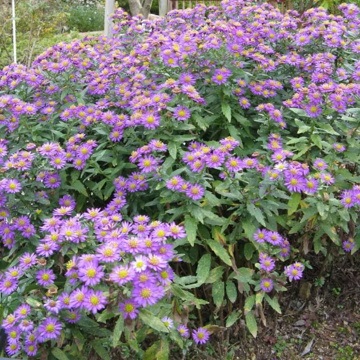 Aster ageratoides sales