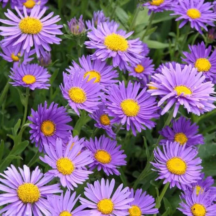 Aster alpinus cheap