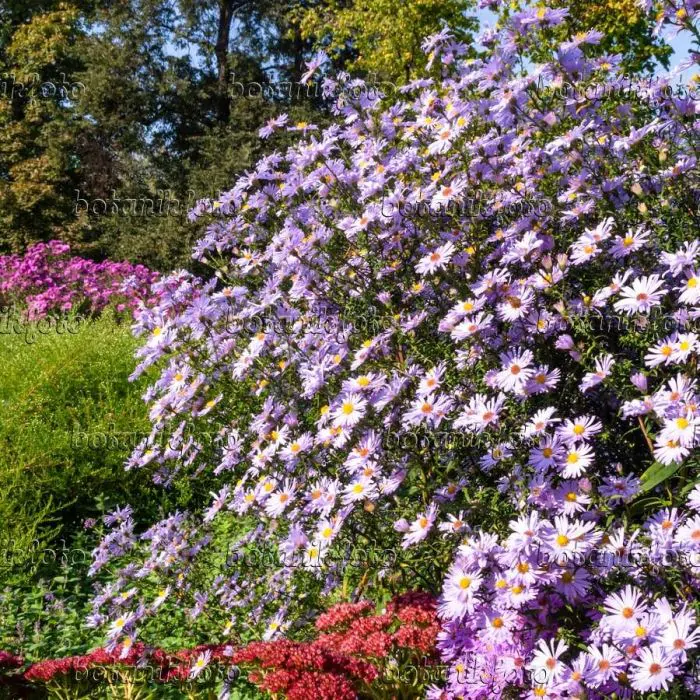 Aster amellus cheap