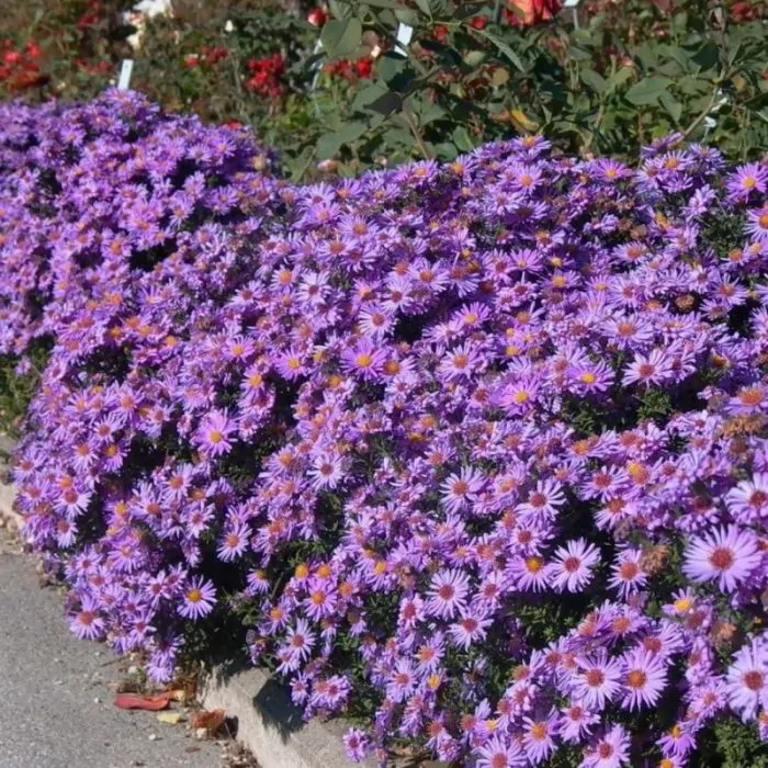 Aster dumosus clearance