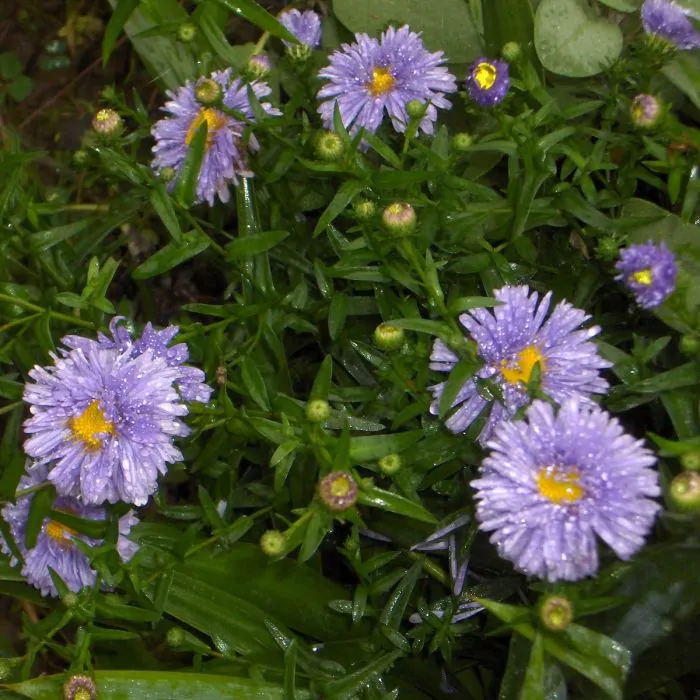 Aster 2025 novi belgii
