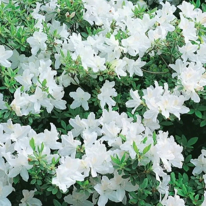 Kwijting links Moederland Rhododendron 'Adonis' - Azalea kopen? | Het Groene Paradijs