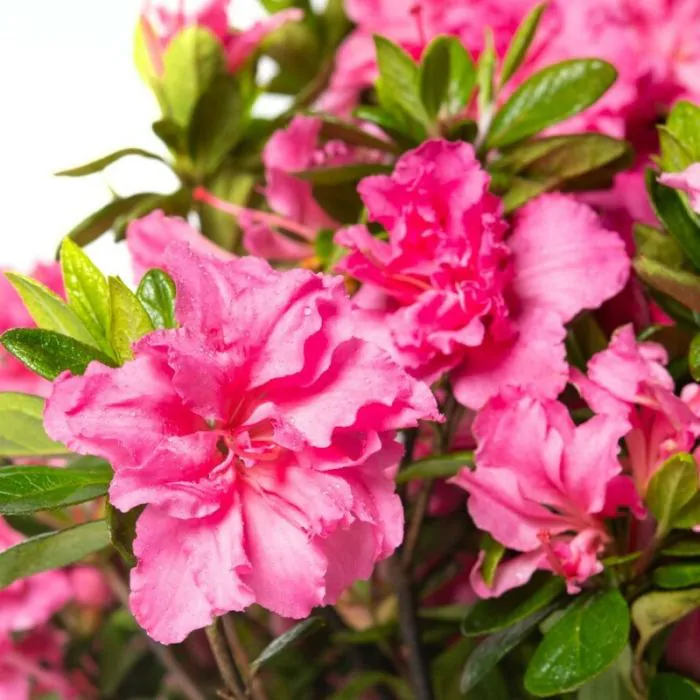 Rosa azalea outlet