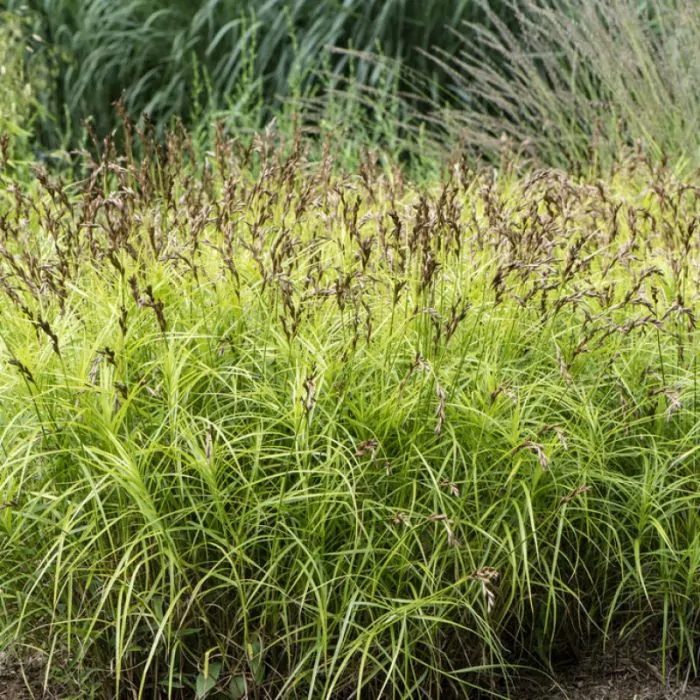 Carex muskingumensis - Palmzegge kopen? | Het Groene Paradijs