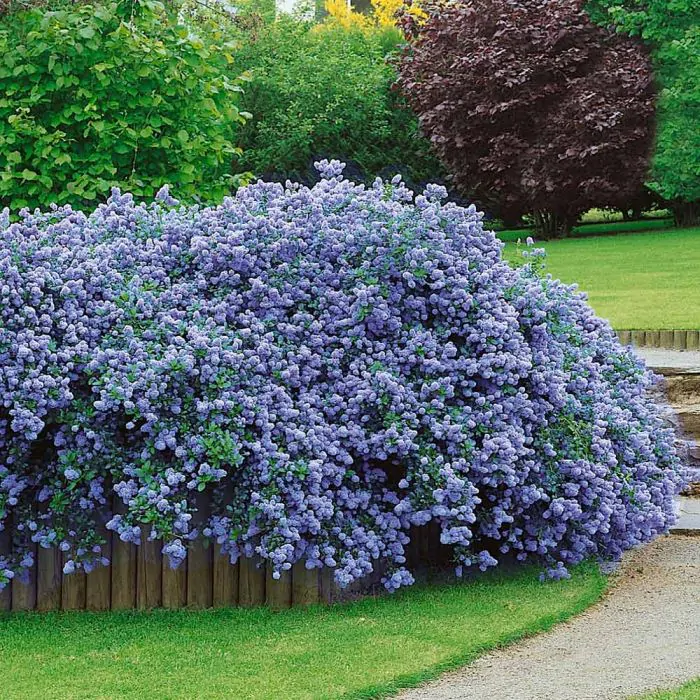 Ceanothus thyrsiflorus 'Repens' Amerikaanse Sering kopen? Het