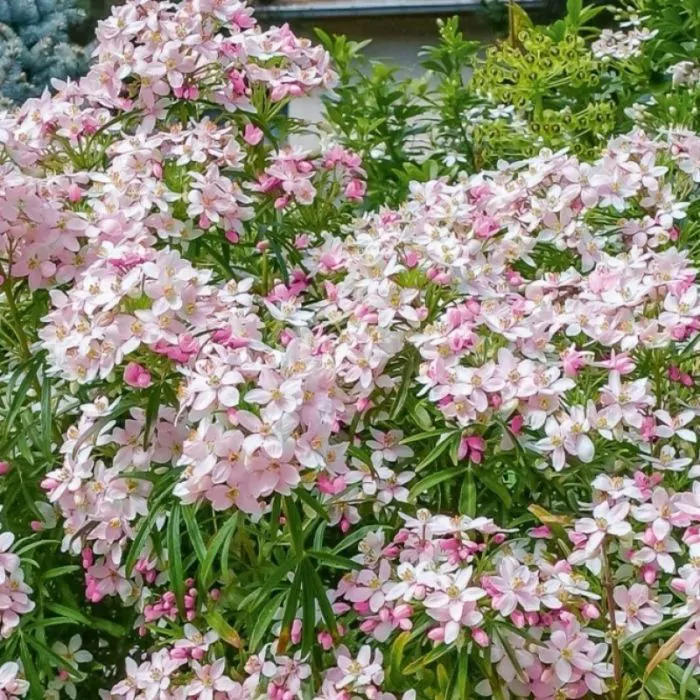 Choisya Ternata Apple Blossom Choisya Kopen Het Groene Paradijs