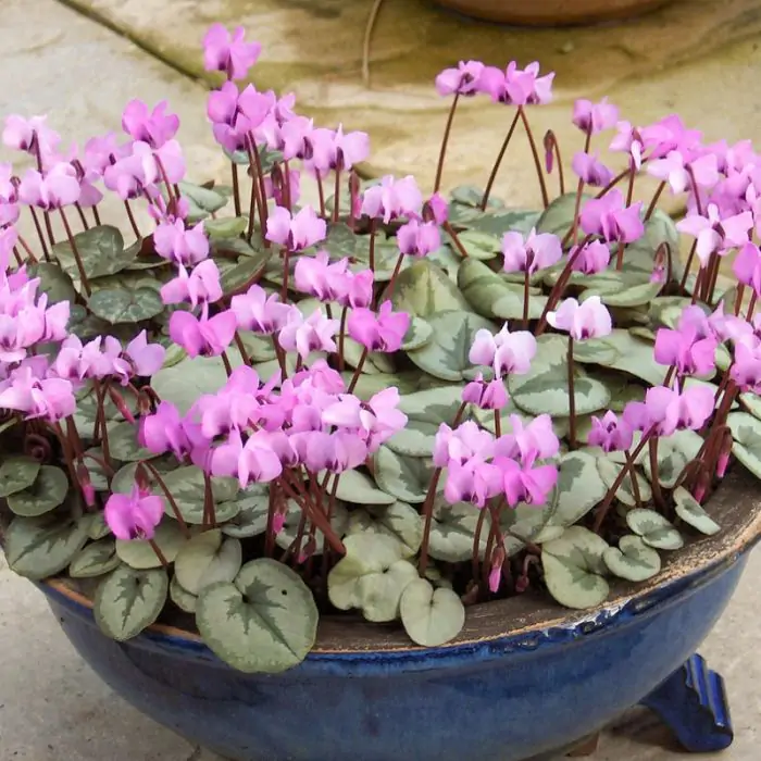 Alpenviooltje - Cyclamen hederifolium Alpenviooltje - Cyclamen hederifolium
