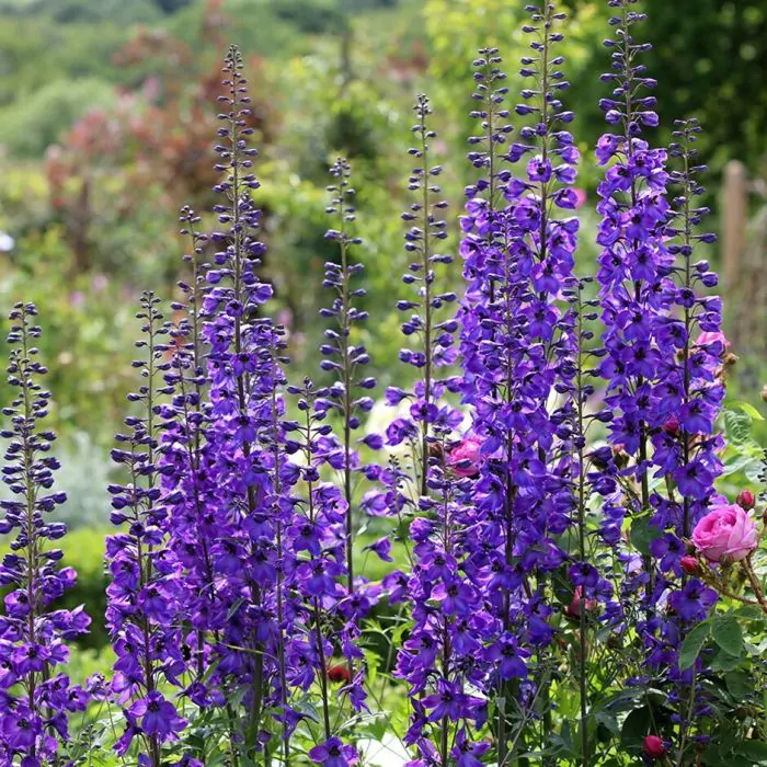 Delphinium hot sale black knight