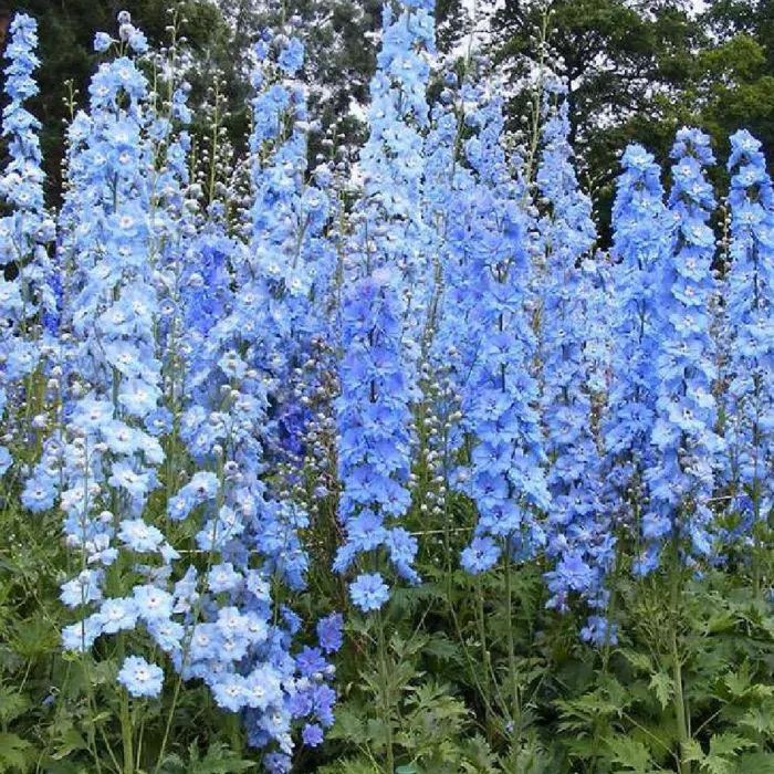 Delphinium pacific 'Summer Skies' ofwel Ridderspoor kopen? | Het
