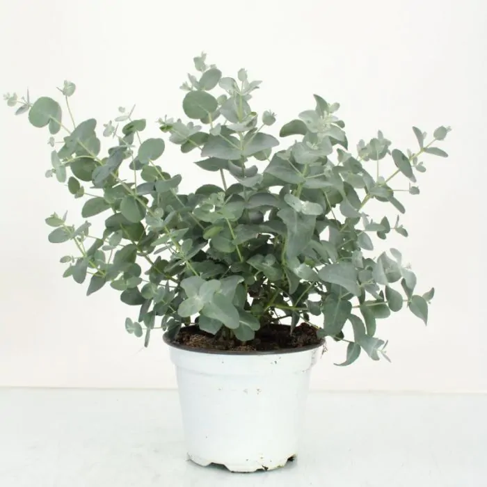 double macrame plant hanger Double Macrame Plant Hanger