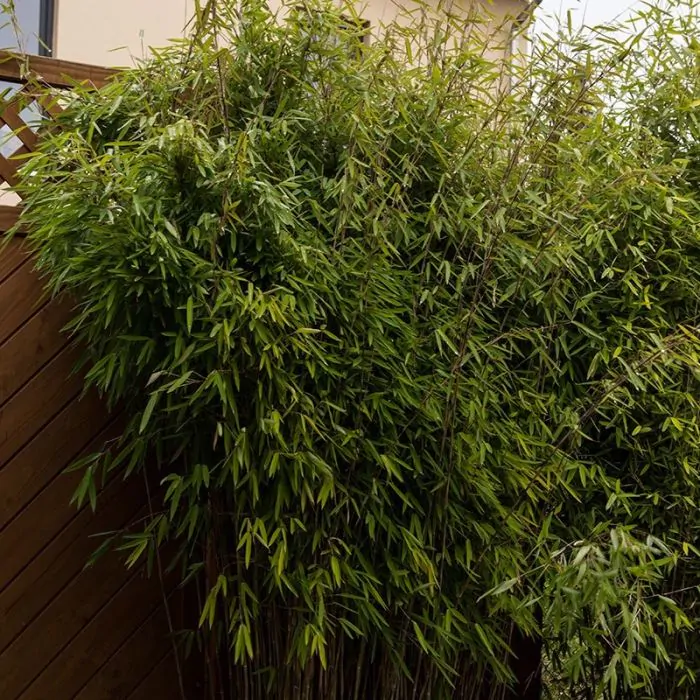 fargesia mit dicken halmen Fargesia robusta 'Pingwu' / Hoher Heckenbambus