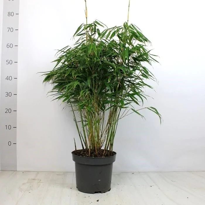 Rook Leer Missie Fargesia robusta 'Pingwu' - Japanse Bamboe kopen? | Het Groene Paradijs