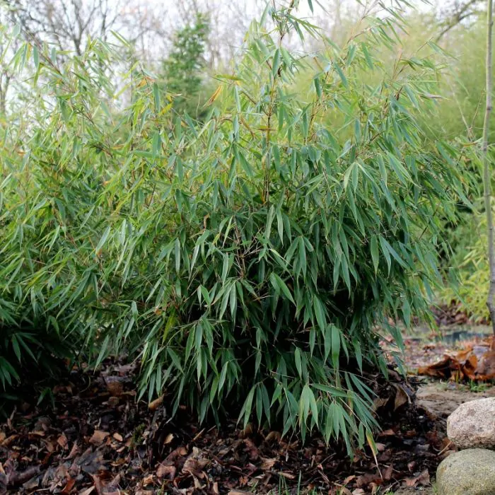 Rook Leer Missie Fargesia robusta 'Pingwu' - Japanse Bamboe kopen? | Het Groene Paradijs