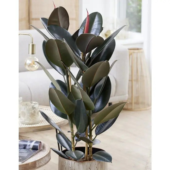 Rubberboom Ficus Elastica Abidjan 30 cm - Onderhoud & Verzorging Rubberboom Ficus Elastica Abidjan 30 cm - Onderhoud & Verzorging