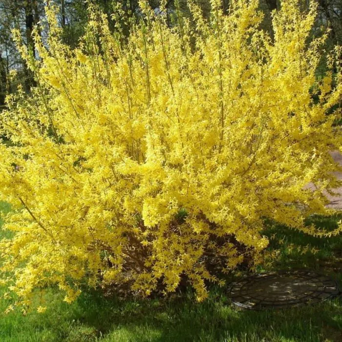 Xotin jinsiy oyin-kulgi