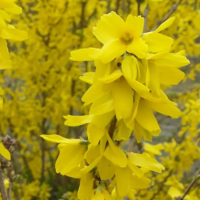 Lanochkaning surati, fohisha