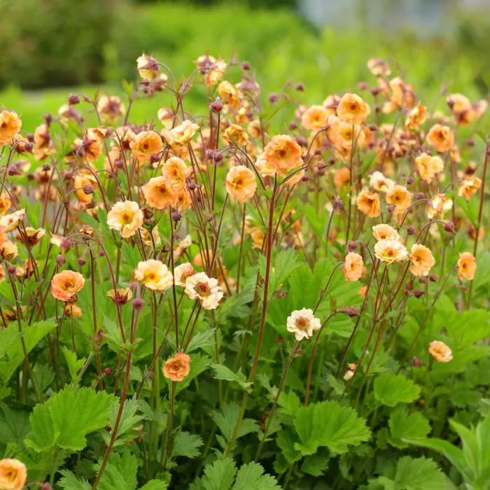 Geum online mai tai