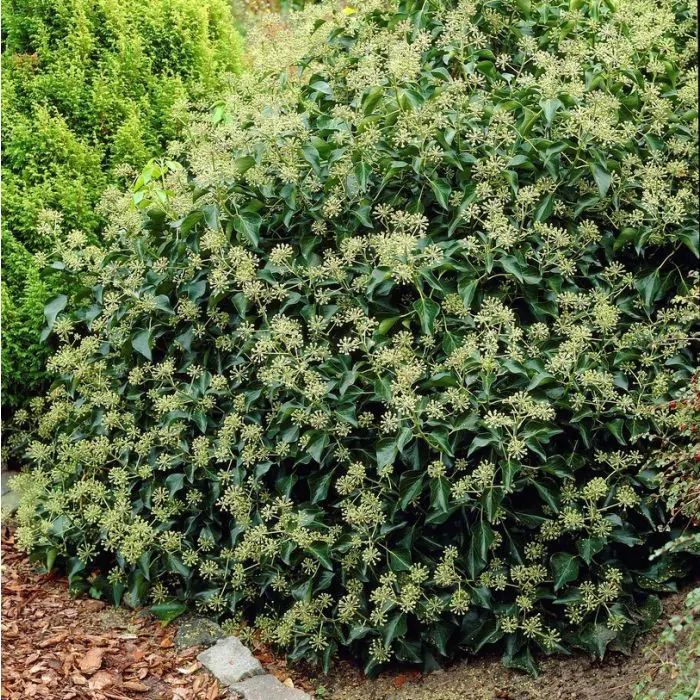 Hedera helix Arborescens - Struikklimop kopen? | Het Groene Paradijs
