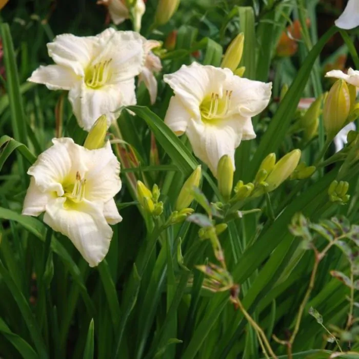 Hemerocallis ‘White Temptation’ - Daglelie kopen? | Het Groene Paradijs