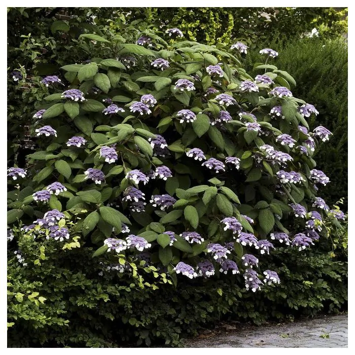 Hydrangea shop aspera macrophylla