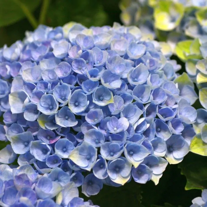 breedtegraad uniek scherm Hydrangea Magical Revolution Blauw - Magical Hortensia kopen? | Het Groene  Paradijs