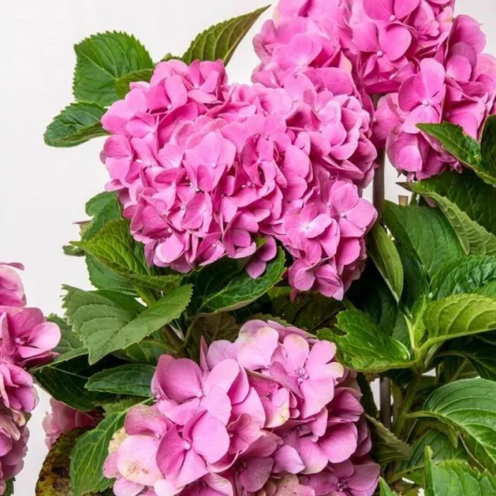 Hydrangea macrophylla 'Alpenglühen' - Boerenhortensia kopen? | Het